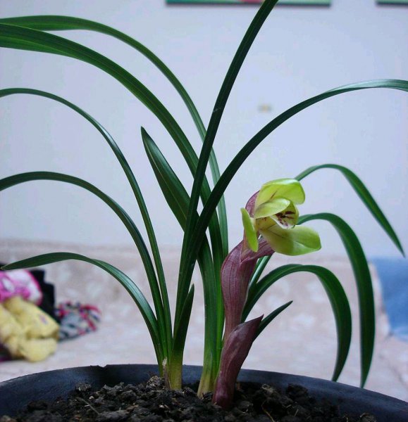 兰花品种有哪些