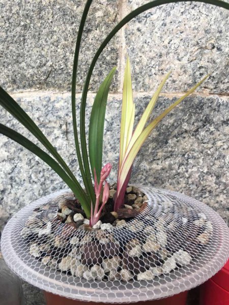 兰花品种有哪些