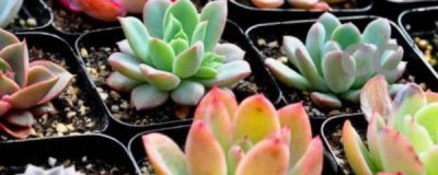 多肉几天浇一次水最好 养多肉的正确方法讲解
