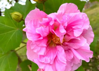 芙蓉花的花语是什么 芙蓉花代表的象征意义