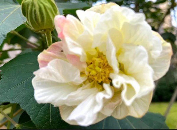 芙蓉花的花语是什么