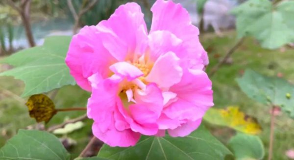 芙蓉花的花语是什么