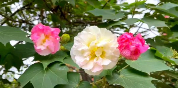 芙蓉花的花语是什么