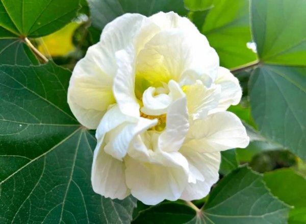 芙蓉花的花语是什么
