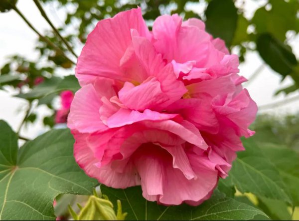 芙蓉花的花语是什么