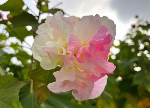 芙蓉花的花语是什么