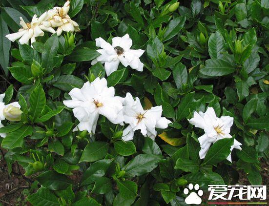 栀子花花语到底是什么