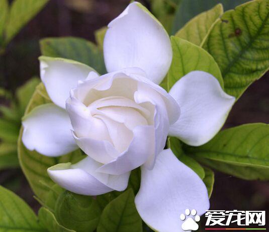 栀子花花语到底是什么