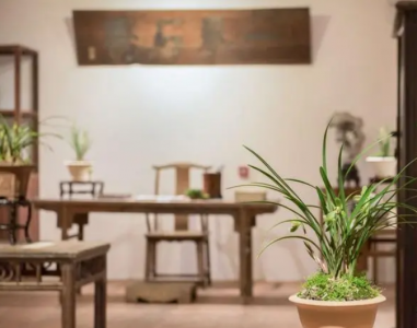 客厅适合养什么植物 室内绿植排名前十名