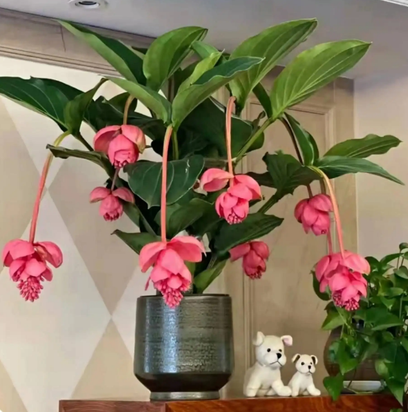 客厅适合养什么植物