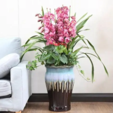 客厅适合养什么植物