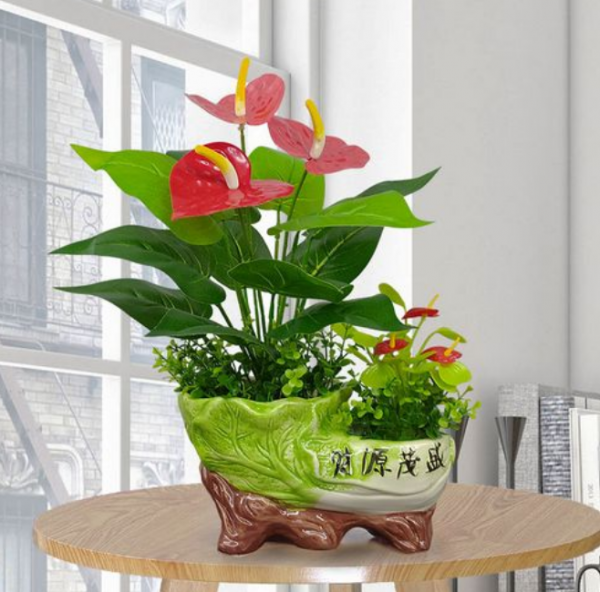 客厅适合养什么植物