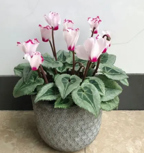 客厅适合养什么植物