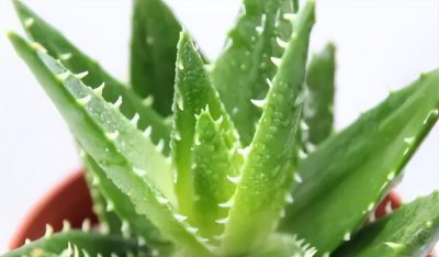 芦荟如何养殖 盆栽芦荟的养殖方法讲解