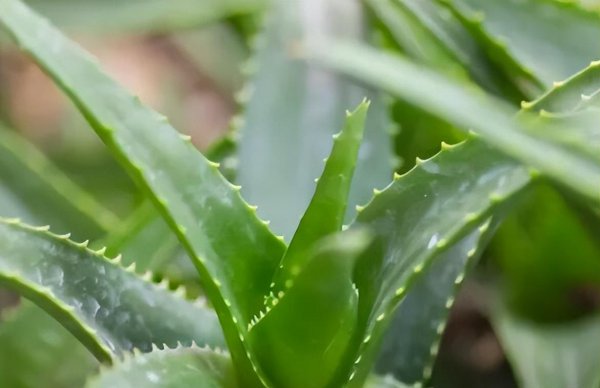芦荟如何养殖