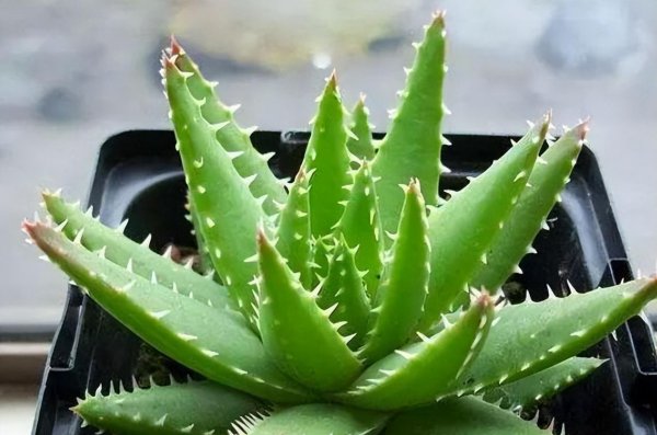 芦荟如何养殖