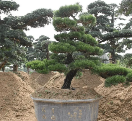 苗木有哪些品种