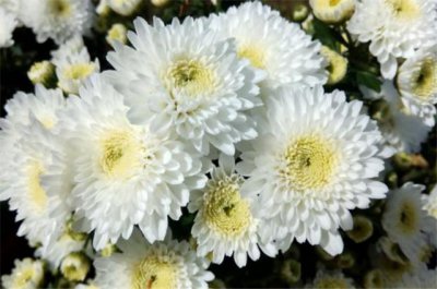菊花的花语和寓意 了解菊花代表的含义