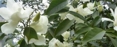 如何盆栽白兰花 白兰花盆栽注意事项