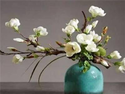 如何盆栽白兰花