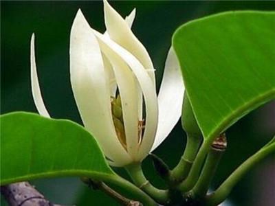 如何盆栽白兰花