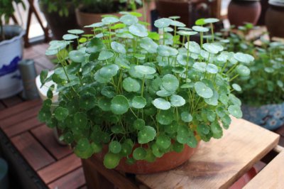 家庭种植花卉品种有哪些 家庭常见花卉大全