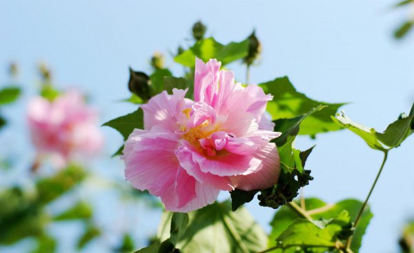 秋天盛开的花都有什么