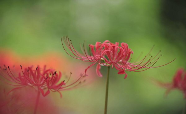 秋天盛开的花都有什么