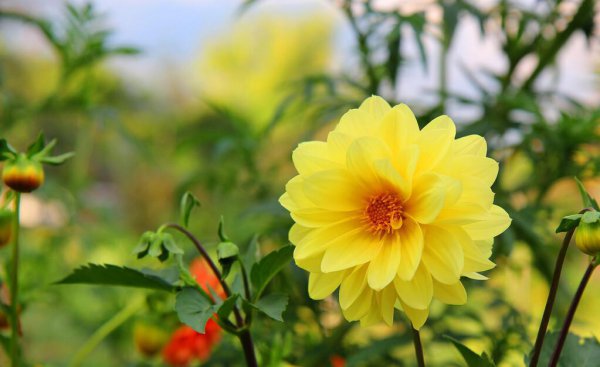 秋天盛开的花都有什么