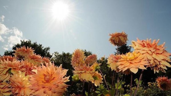 秋天盛开的花都有什么
