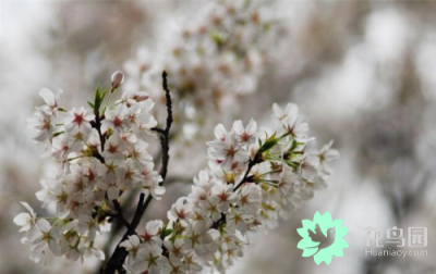 樱花的花语是什么 ?；ǖ脑⒁夂拖笳饕庖?/></i><h2>?；ǖ幕ㄓ锸鞘裁??；ǖ脑⒁夂拖笳饕庖?/h2><p>一个生活小知识，为大家介绍?；ǖ幕ㄓ锸鞘裁春陀；ǖ脑⒁夂拖笳饕庖宓穆讨不ɑ芊矫娴慕樯?，一起来了解了解吧。?；?，是蔷薇科樱属几种植物的统称</p></a></li>
            <li><a href=