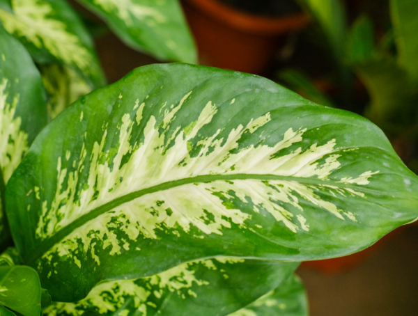 万年青植物怎么养殖