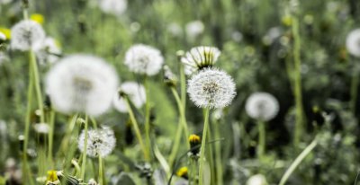 蒲公英花语和寓意 浅谈蒲公英的真正含义