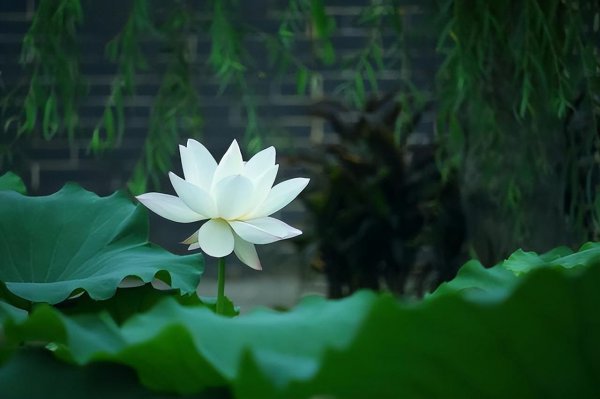 荷花代表着什么象征意义