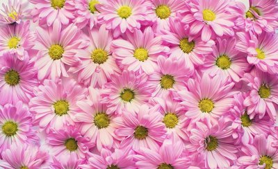 雏菊的花语是什么 简述雏菊花语及代表意义