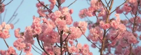 樱花的花语是什么