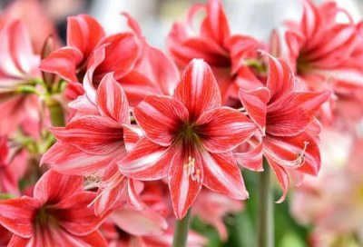朱顶红花语和意义 朱顶红的寓意和象征