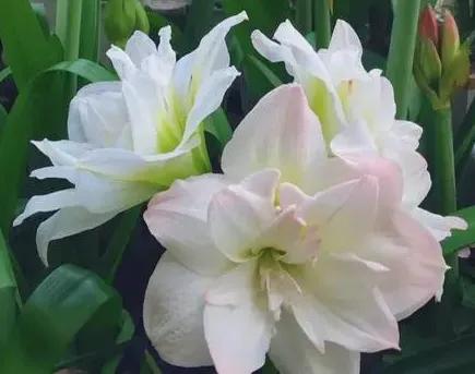朱顶红花语和意义