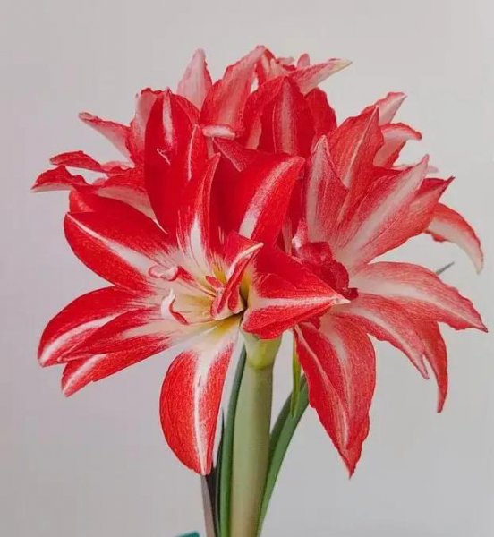 朱顶红花语和意义