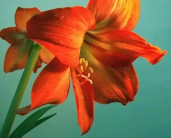 朱顶红花语和意义