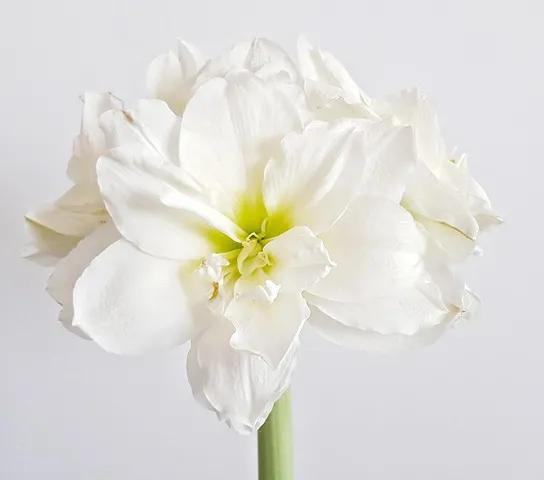 朱顶红花语和意义