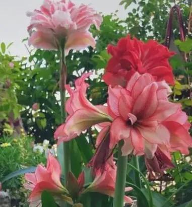 朱顶红花语和意义