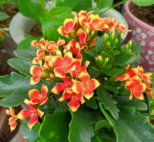 怎样养好长寿花