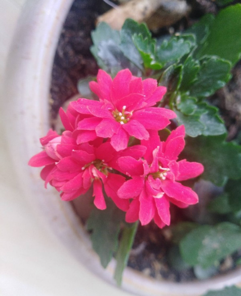 怎样养好长寿花