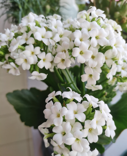 怎样养好长寿花