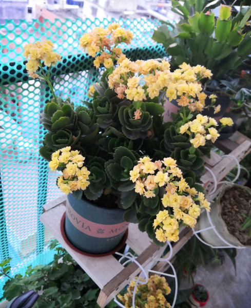 怎样养好长寿花