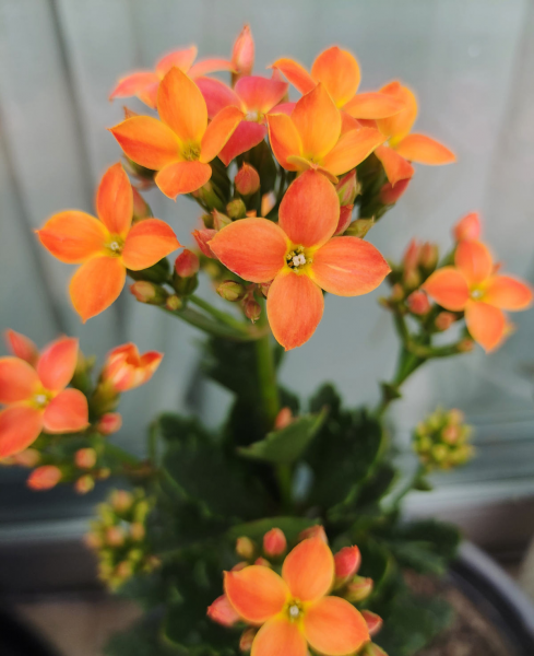 怎样养好长寿花