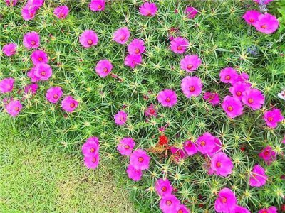 太阳花花语是什么 太阳花的寓意和象征意义