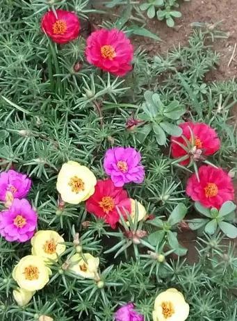 太阳花花语是什么