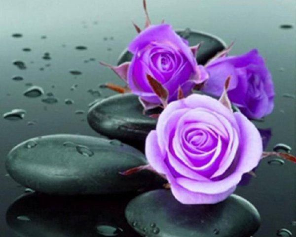 紫玫瑰花语是什么意思